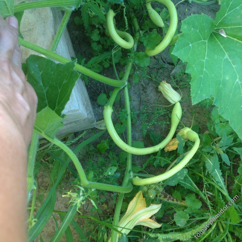 Zucchino Rampicante Squash