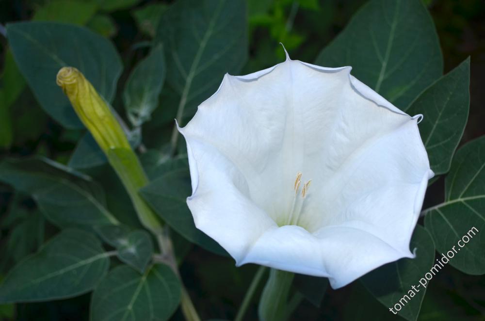 Дурман (Datura) цветёт.