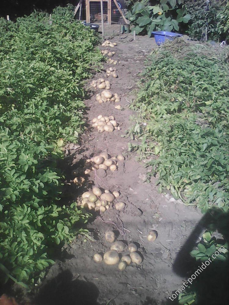 Скороспелая картошка Коломбо - выкопано 10 кустов