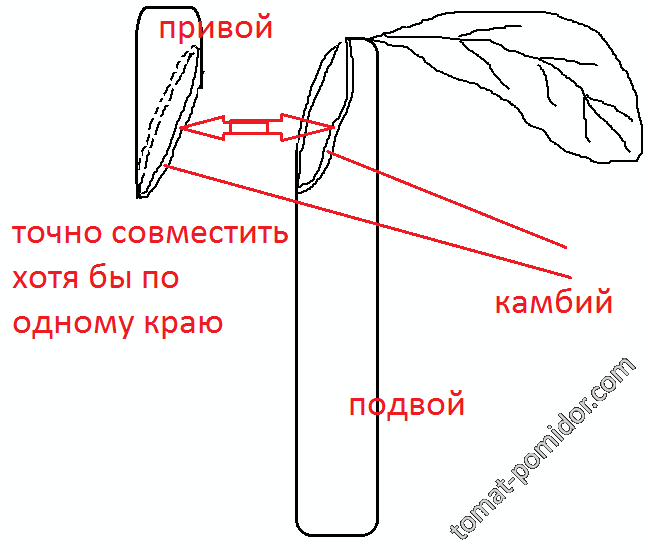 прививка копулировкой 1