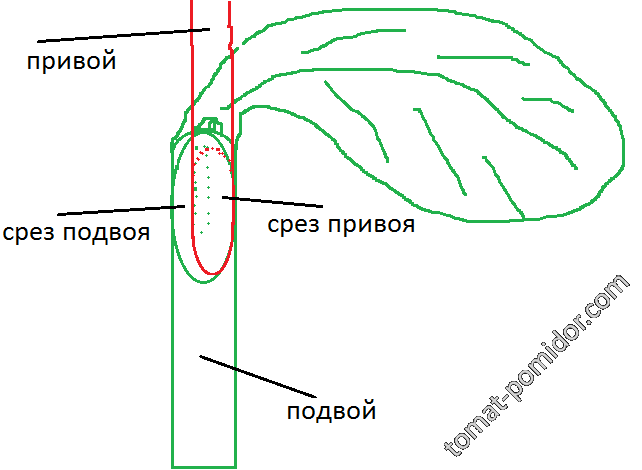 прививка копулировкой 2