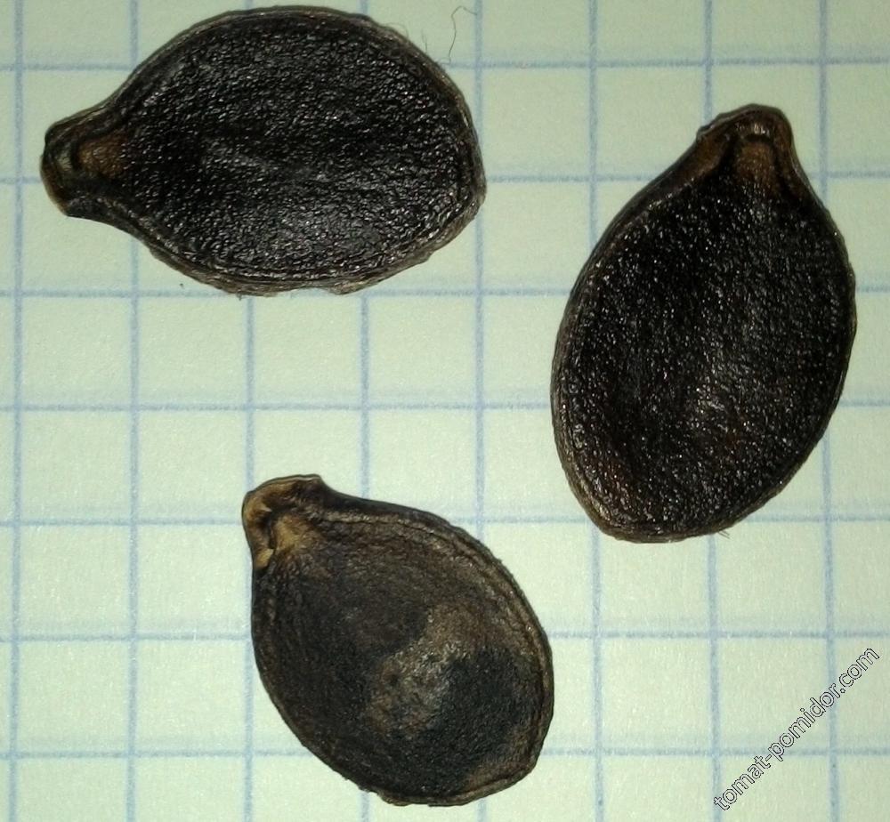 семена тыквы фиголистной