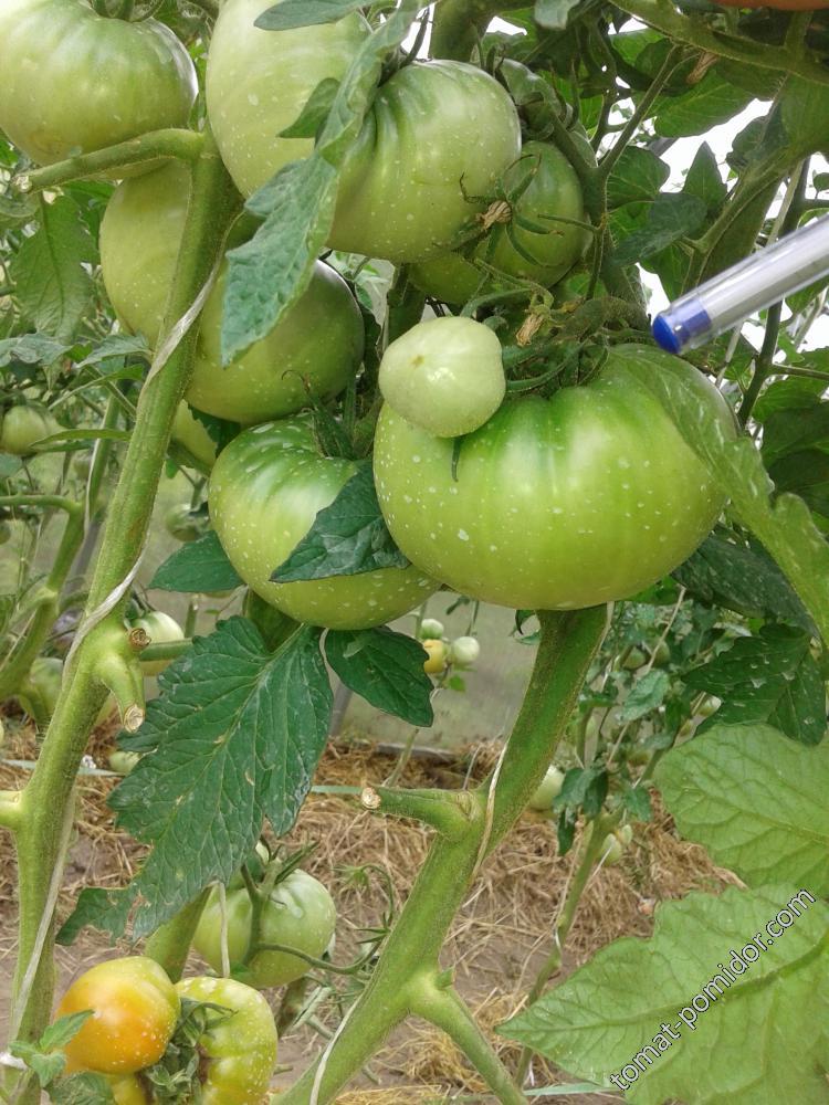 Алтайский шедевр - А — сорта томатов - tomat-pomidor.com - отзывы на форуме