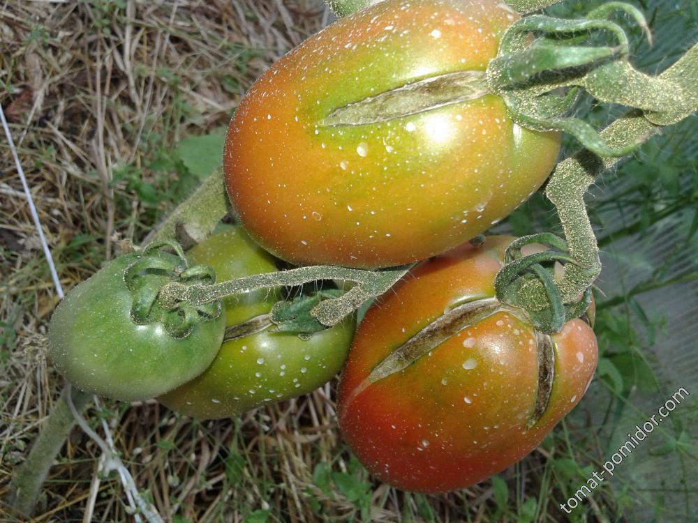 Меч самурая