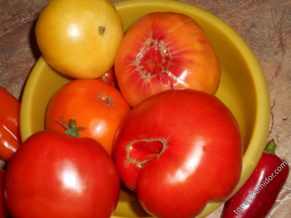 помидоры на семена