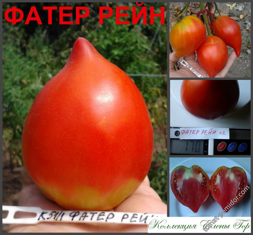 Фатер Рейн