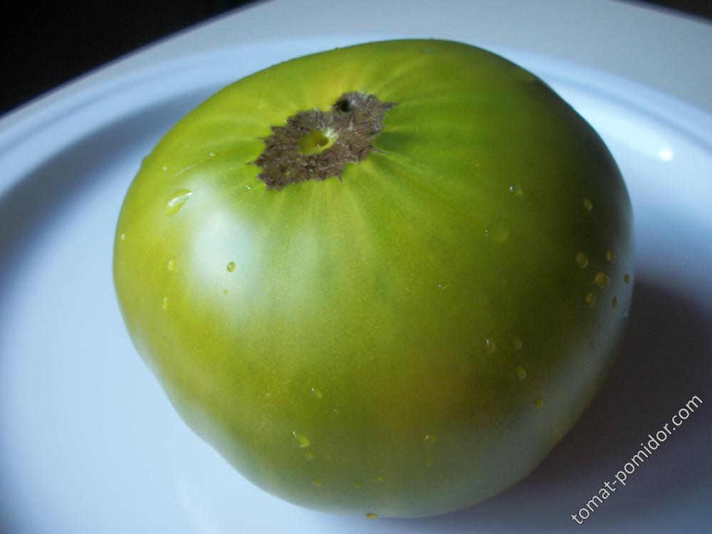 томат Зеленая тайна личинки