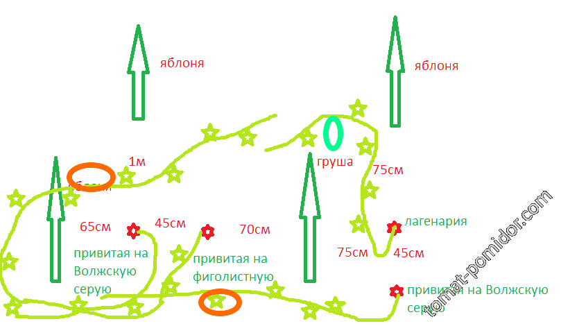 Схема посадки привитых тыкв