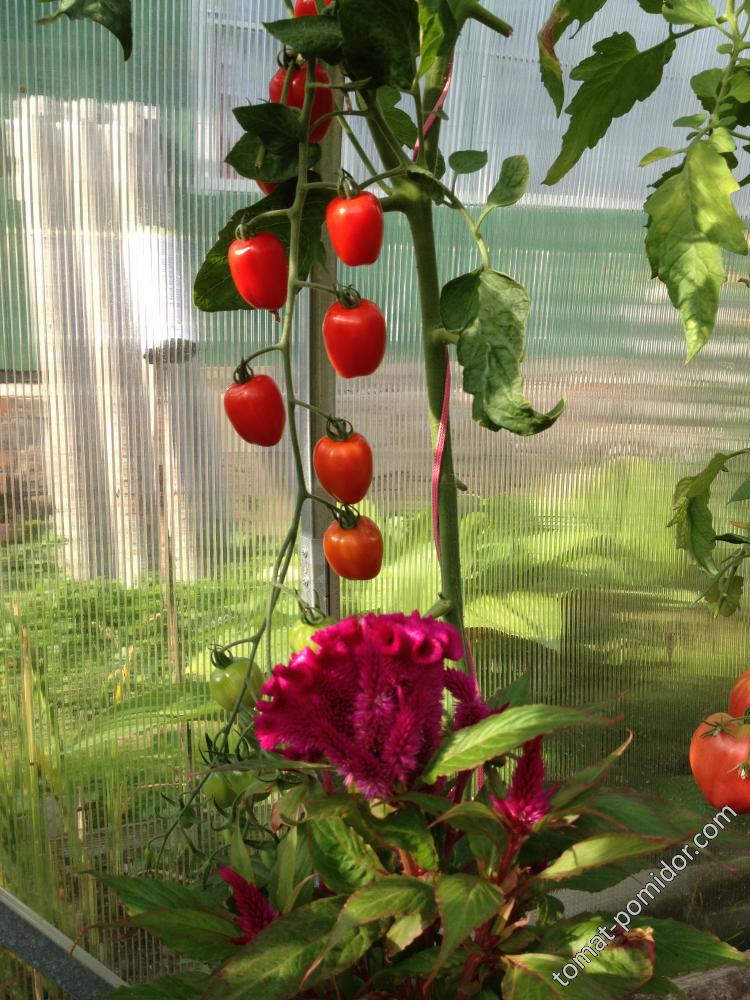Tomatoberry и целозия