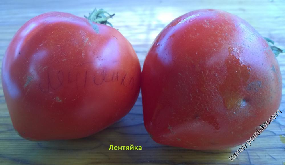 Сорт Помидор Лентяйка Фото