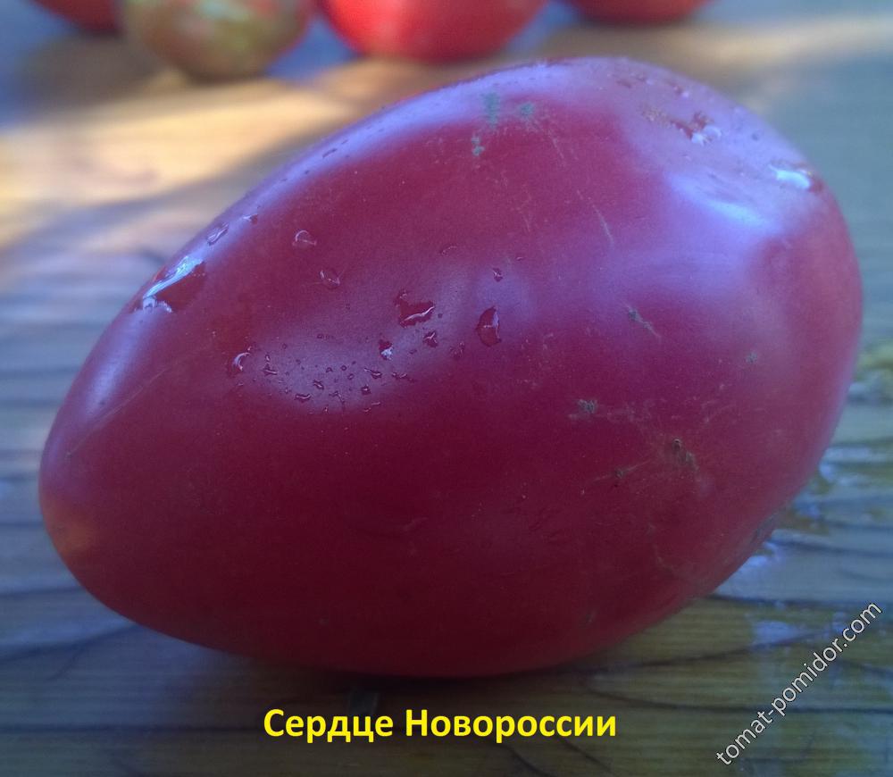 Сердце Новороссии