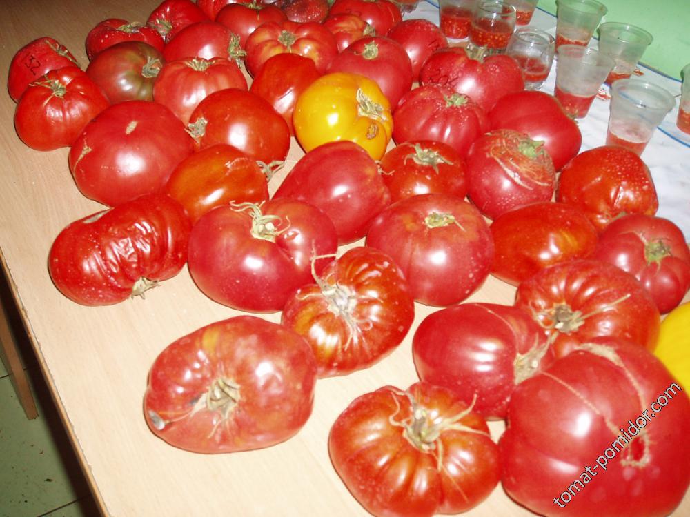 томаты на семена