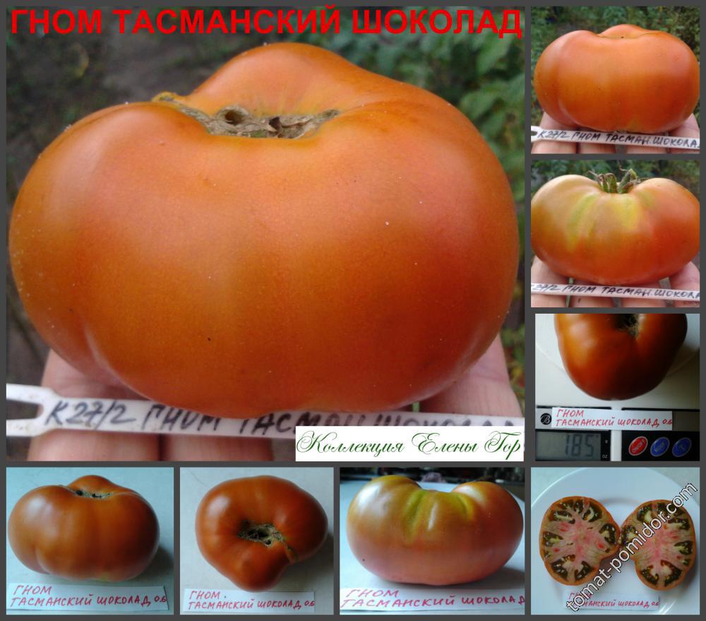 Гном тасманский томат