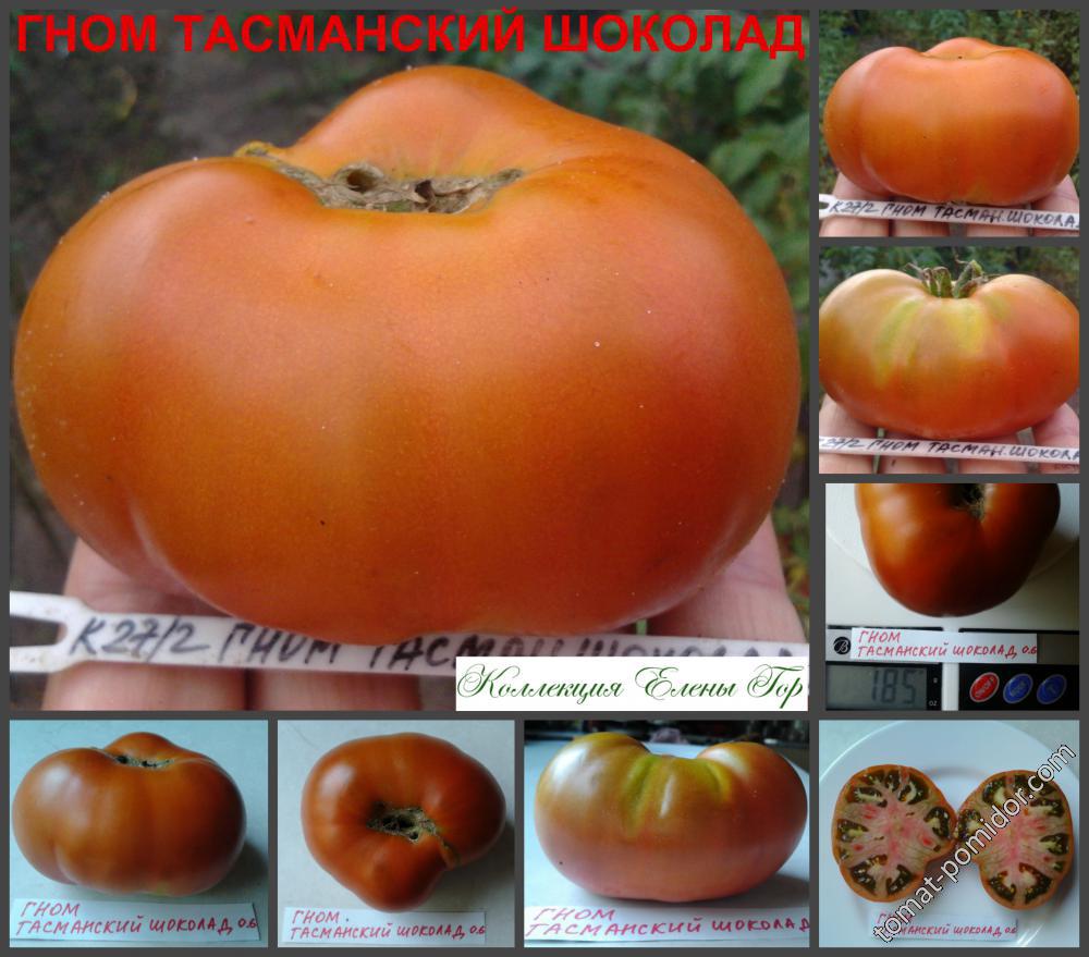 ГНОМ ТАСМАНСКИЙ ШОКОЛАД (Dwarf Tasmanian Chocolate)