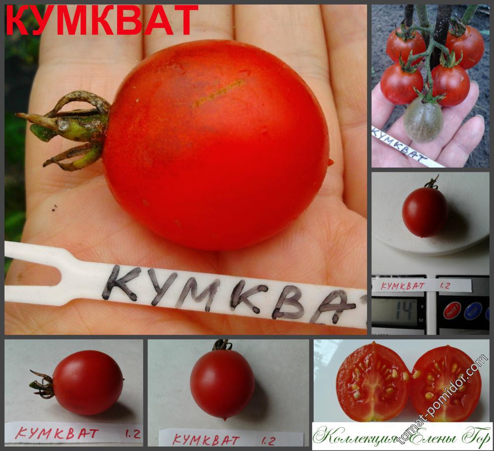 Кумкват