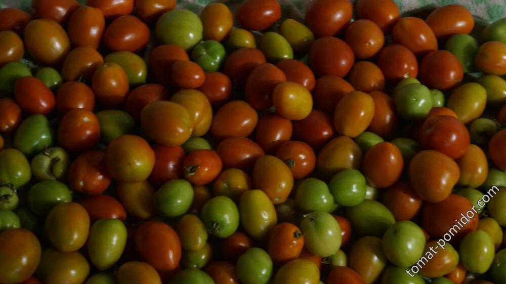 Кубышка - К — сорта томатов - tomat-pomidor.com - отзывы на форуме