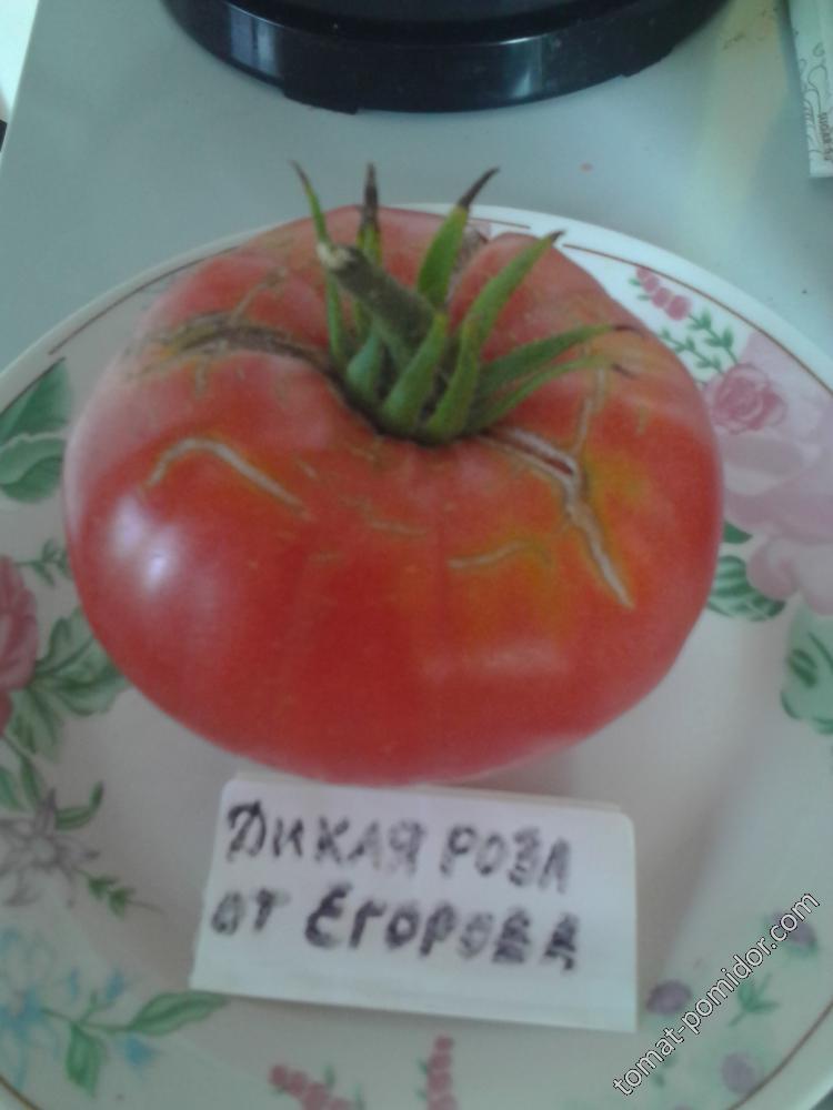 Дикая роза от Егорова