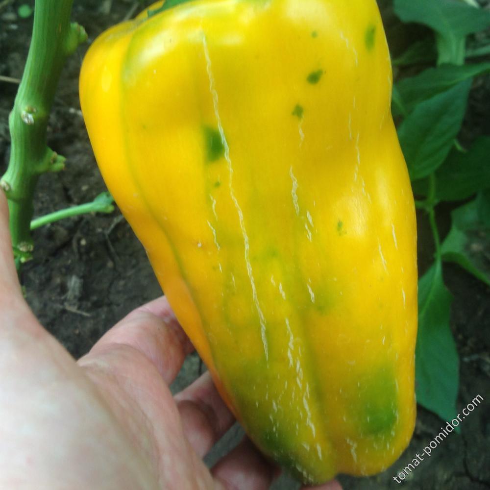 Yellow Monster Pepper