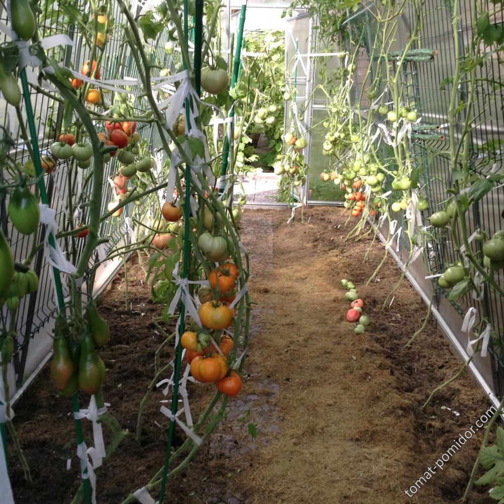 Слева томаты посева 29марта, справа посева 9 мая