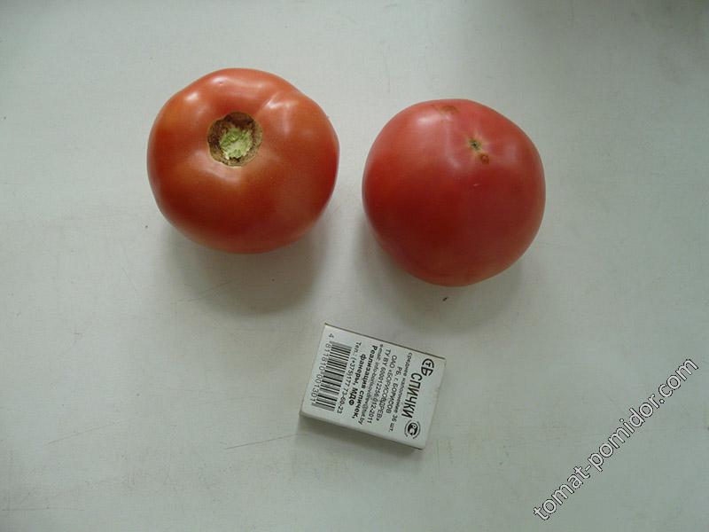 Торбей F1 - Т — сорта томатов - tomat-pomidor.com - отзывы на форуме