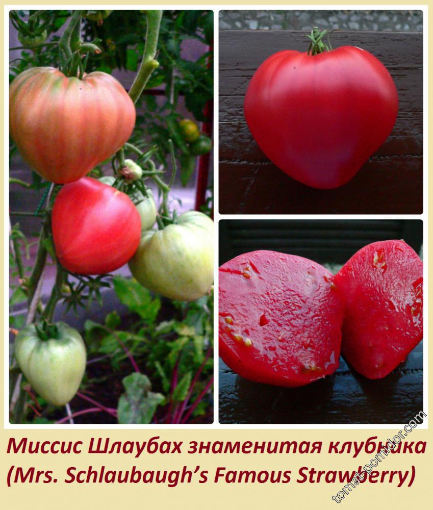 Миссис Шлаубах знаменитая клубника  (Mrs. Schlaubaugh’s Famous Strawberry)