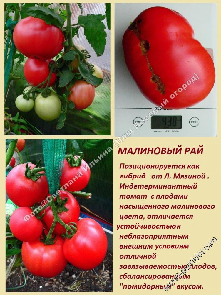 Малиновый рай