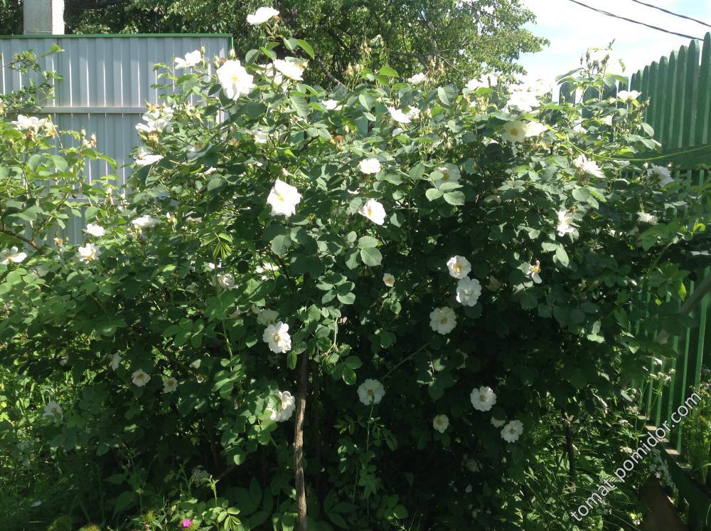 Роза Alba Semi-Plena (White Rose of York).