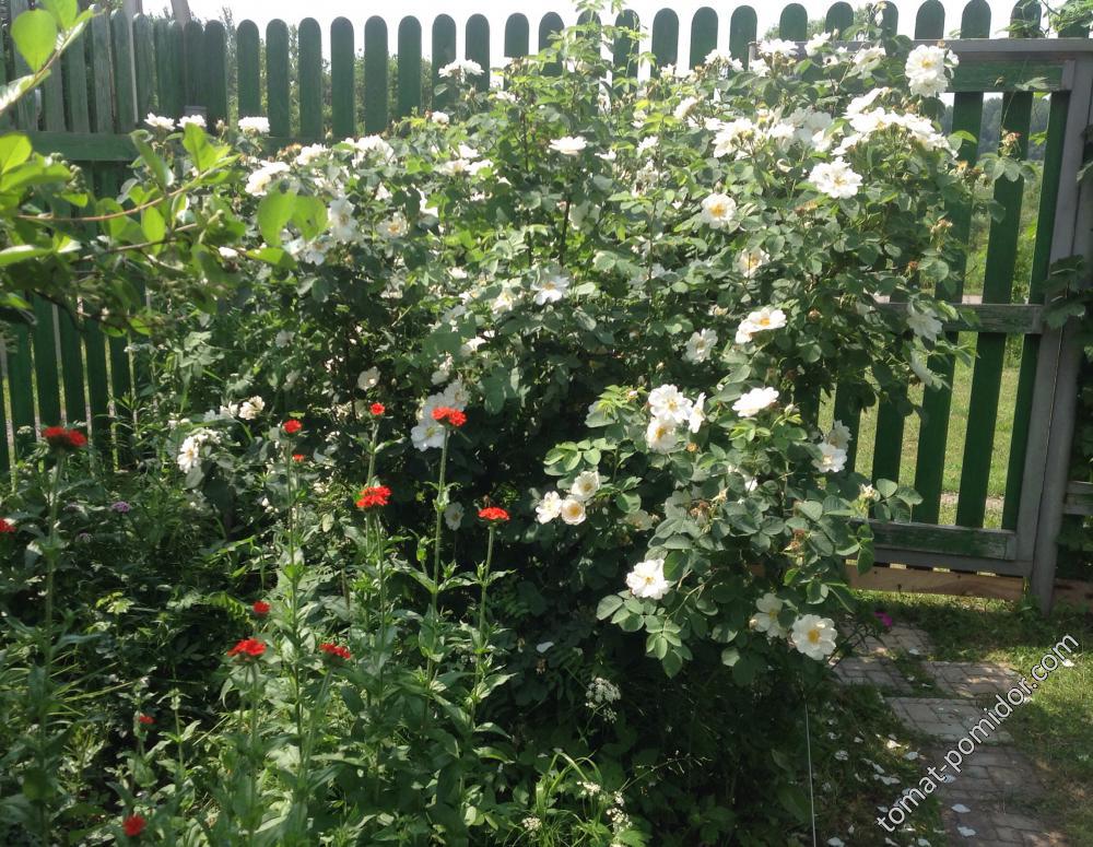Роза Alba Semi-Plena (White Rose of York)