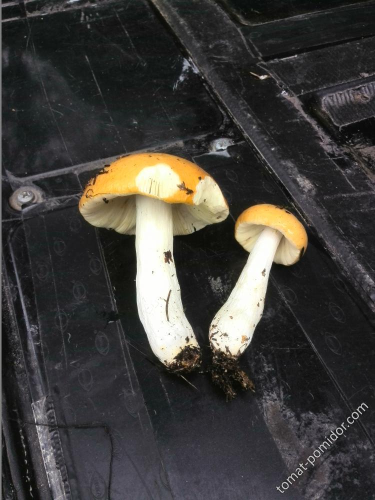что за грибы?