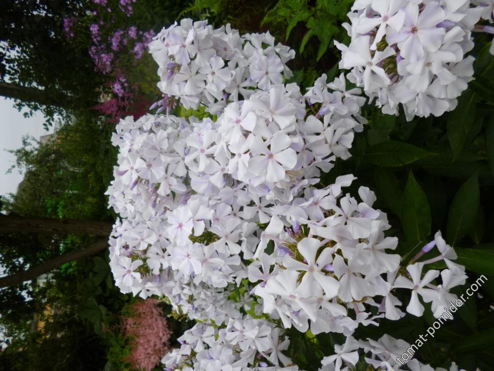 Флокс Небеса