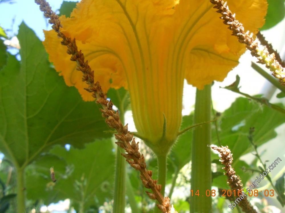 цветок хаббарда в  профиль