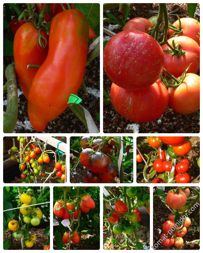 томаты в ОГ 19 августа