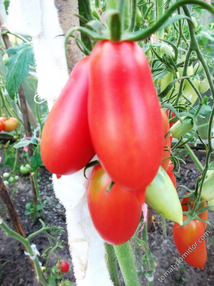 Посадка и выращивание помидоров Варвара