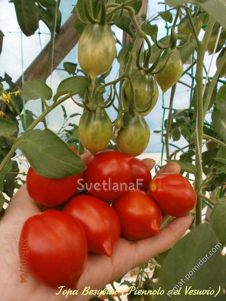 Везувий (Mt. Vesuvius, Гора Везувий) - В — сорта томатов - tomat-pomidor.com  - отзывы на форуме | каталог