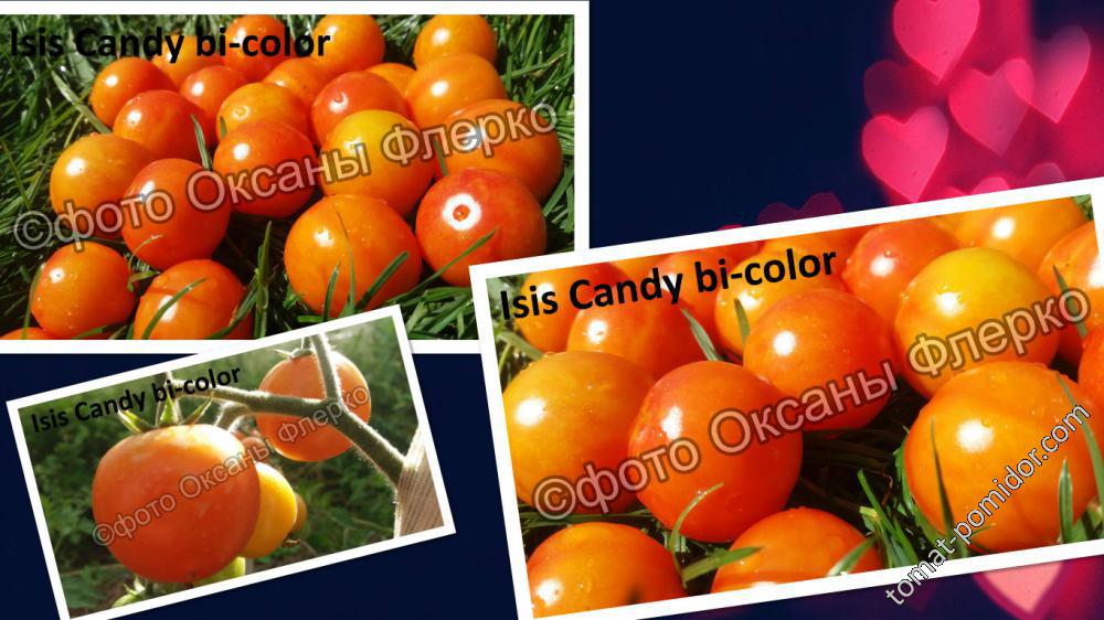 Isis Candy bi-color