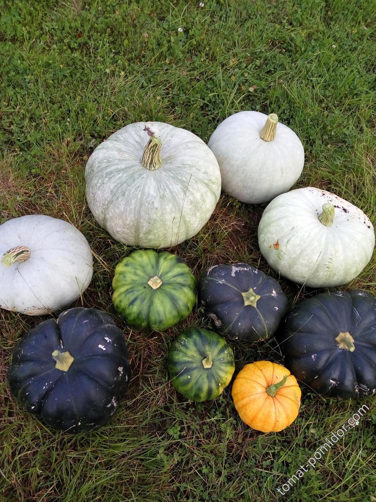 Pumpkins