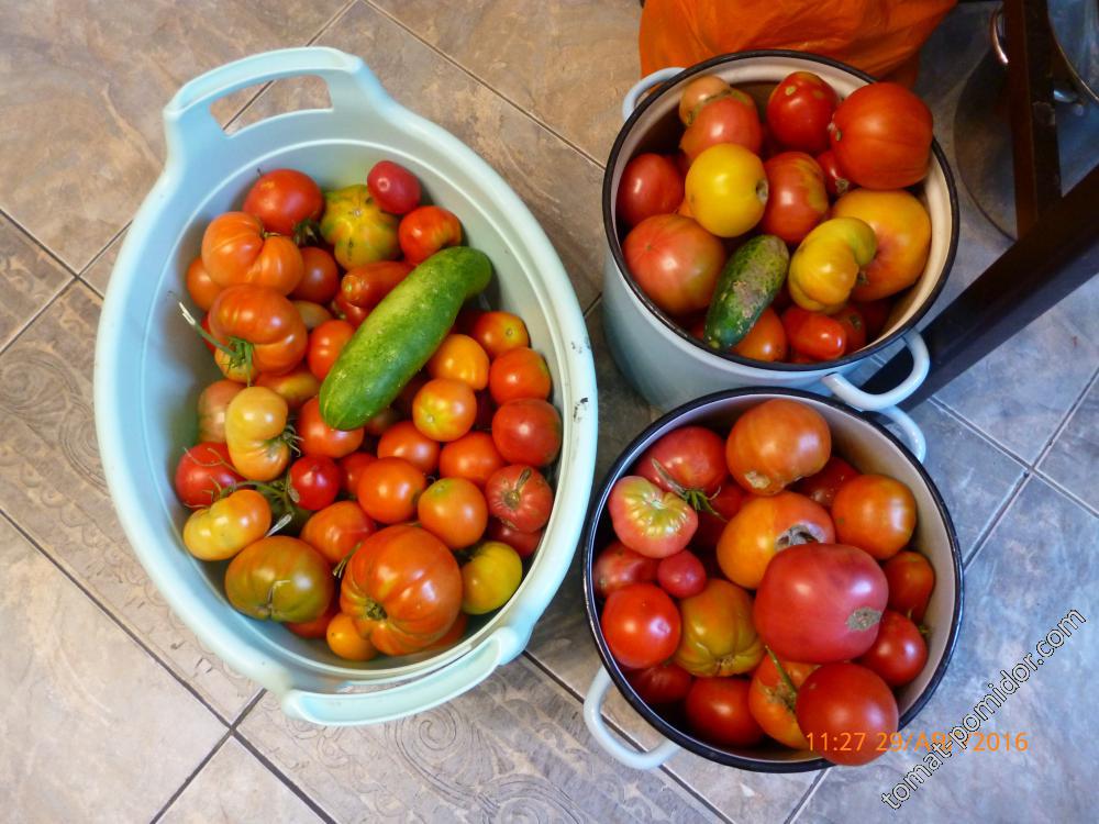 Ещё томаты,как новичок очень довольна.
