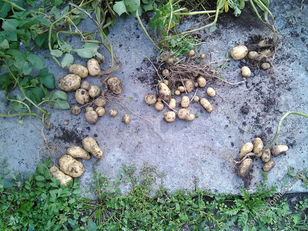 Картошка из семян - после копки
