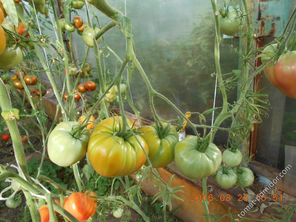 Сложнокистевые крупноплодные томаты?