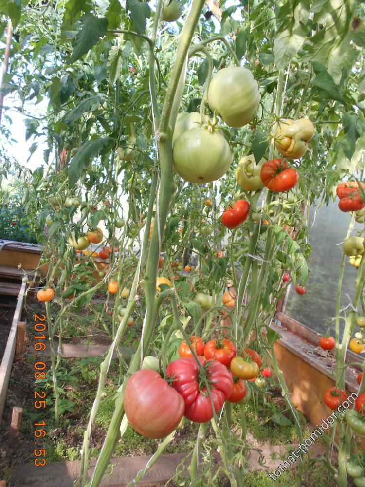 Сложнокистевые крупноплодные томаты?