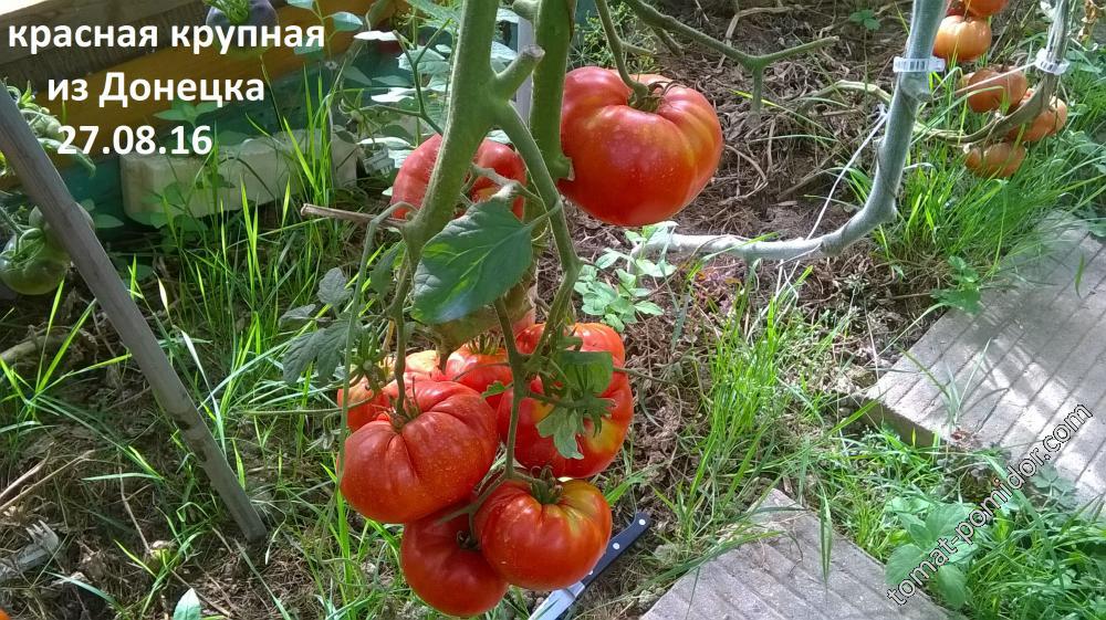 Красная крупная из Донецка