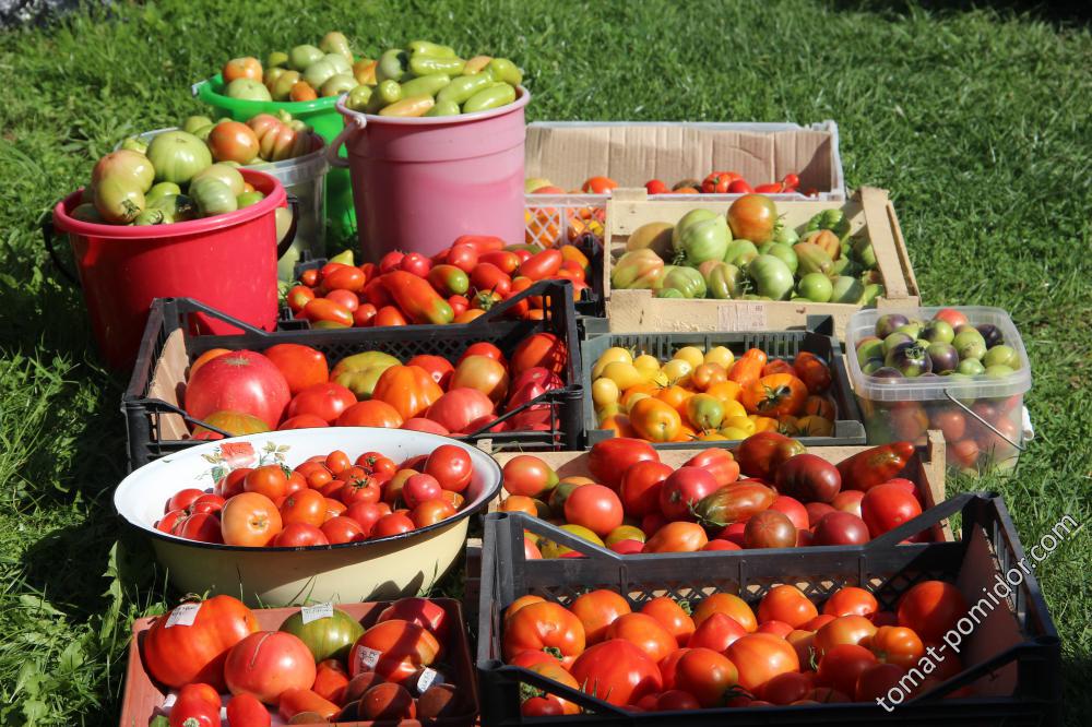 Окончание помидорного сезона 2016 . Собраны томаты в ОГ и круаноплоды в маленькой теплице
