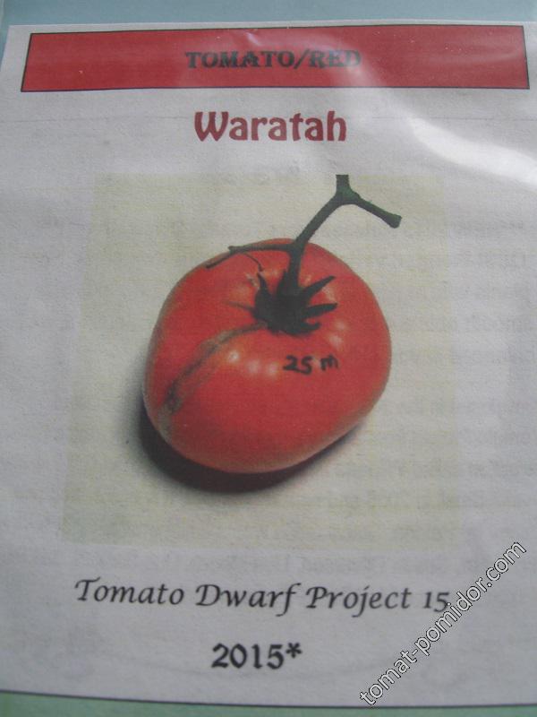 Dwarf Waratah