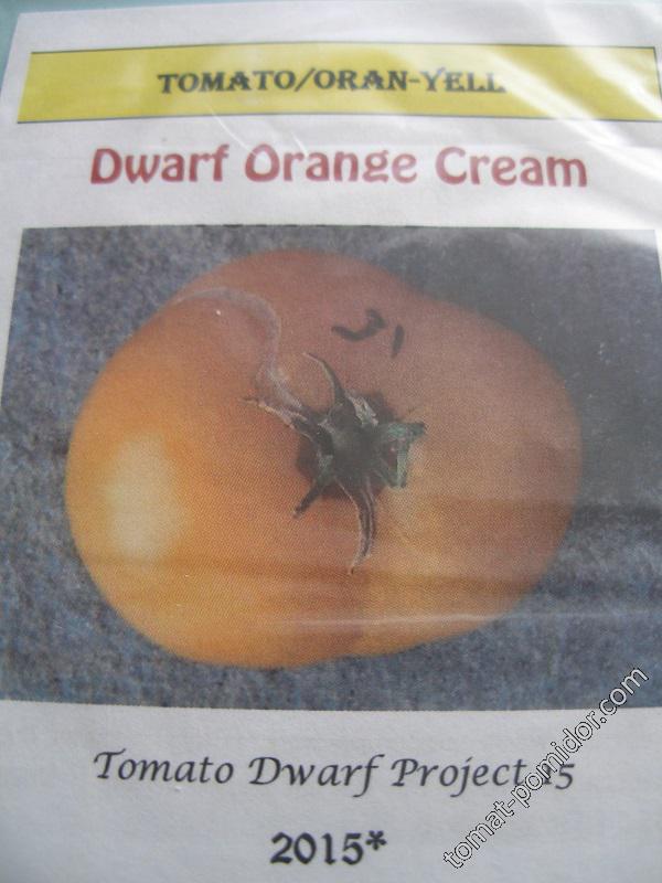 Dwarf Orange Cream