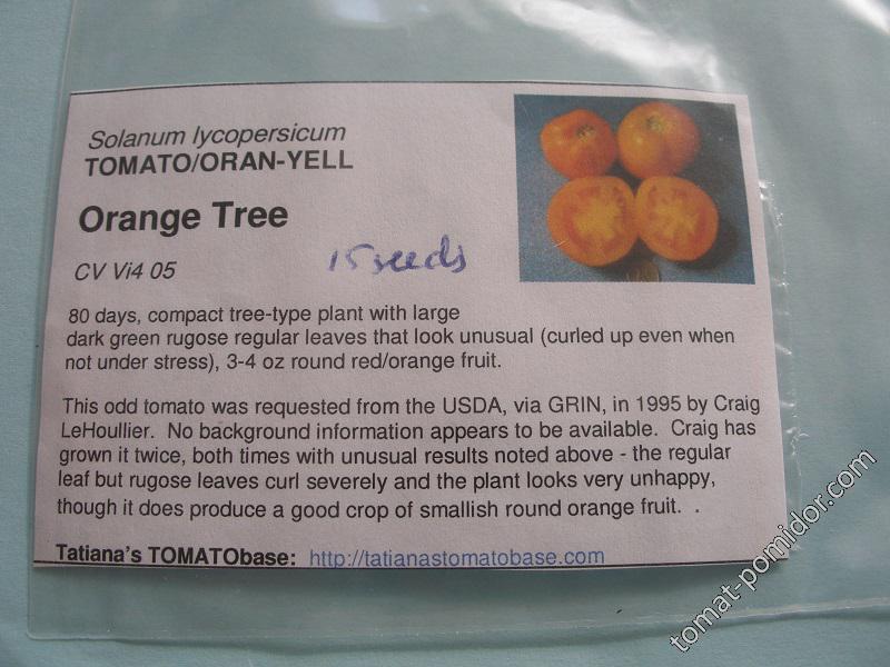 Dwarf Orange Tree