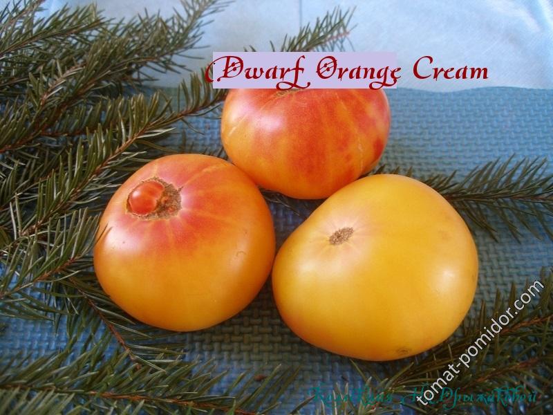 Dwarf Orange Cream
