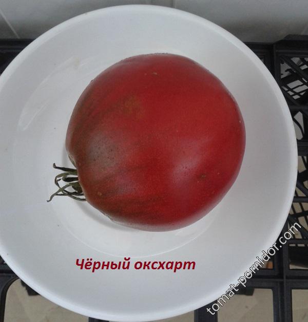 Чёрный оксхарт