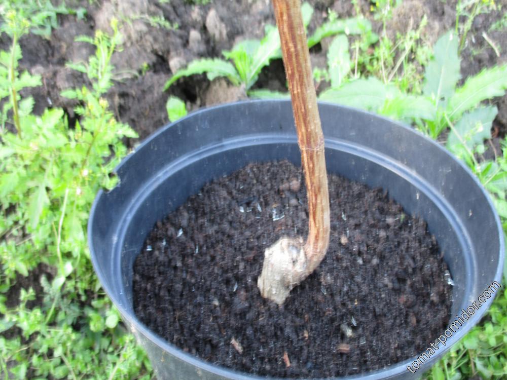 На 3 грядки посадили 27 луковиц тюльпанов. Как выглядит пятилетний саженец гортензии. Девушка держит саженца гортензии.