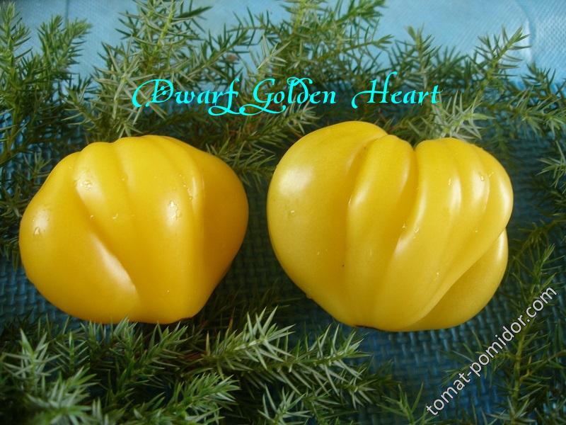 Dwarf Golden Heart