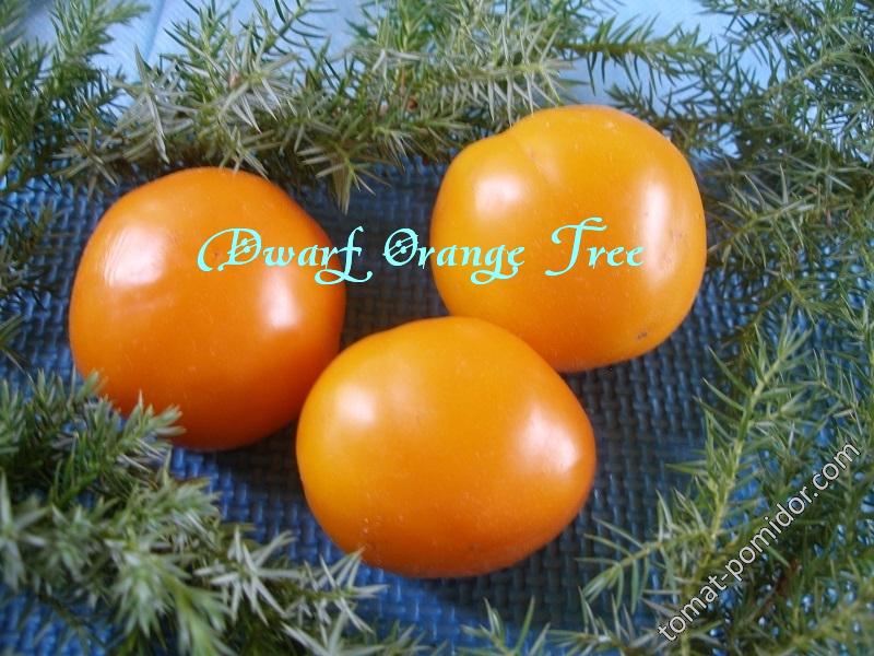 Dwarf Orange Tree